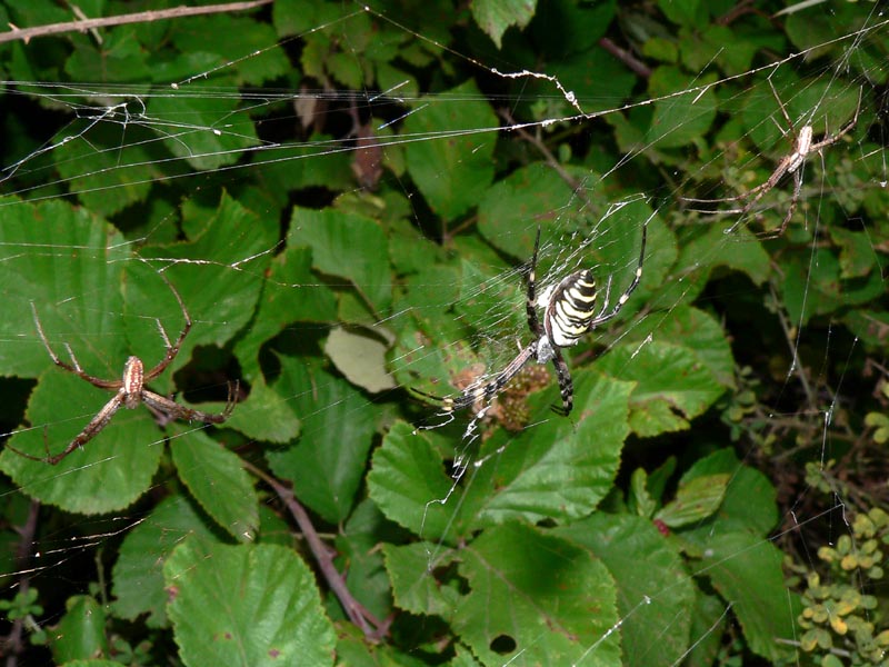 Mnage  trois (Argiope bruennichi)